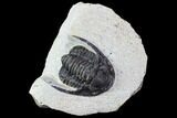 Bargain, Cornuproetus Trilobite Fossil - Morocco #106033-1